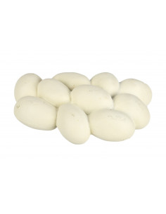 CICLO VIDA HORMIGA 2