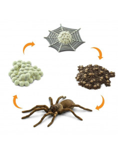 CICLO DE VIDA DE LA ARAÑA - Safari 100406 2