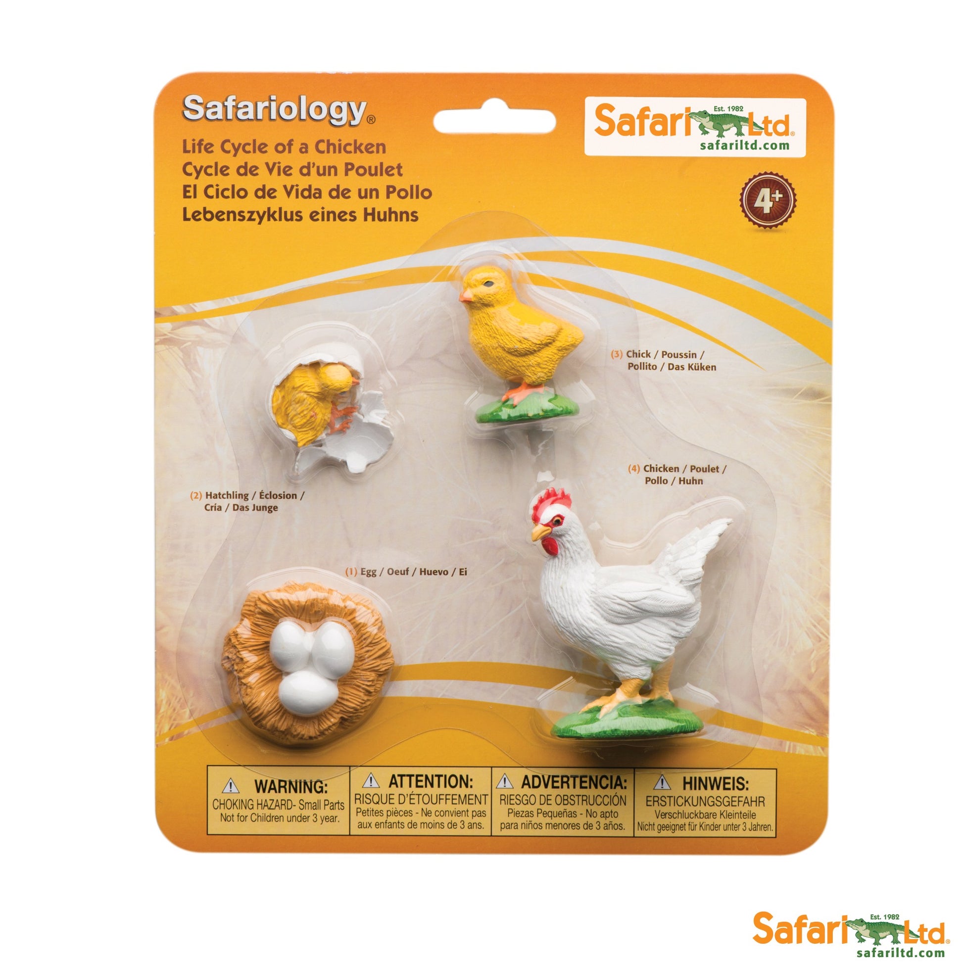 CICLO VIDA GALLINA