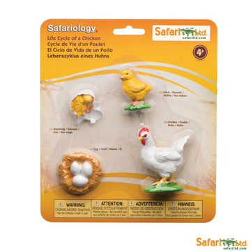 CICLO VIDA GALLINA
