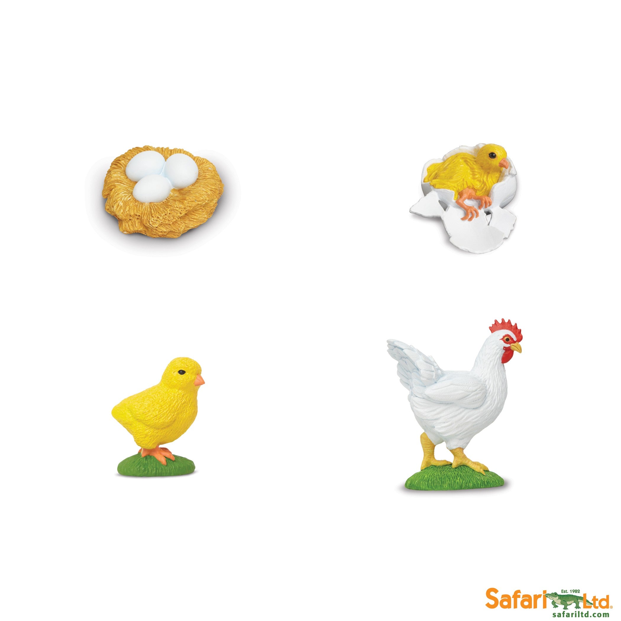 CICLO VIDA GALLINA