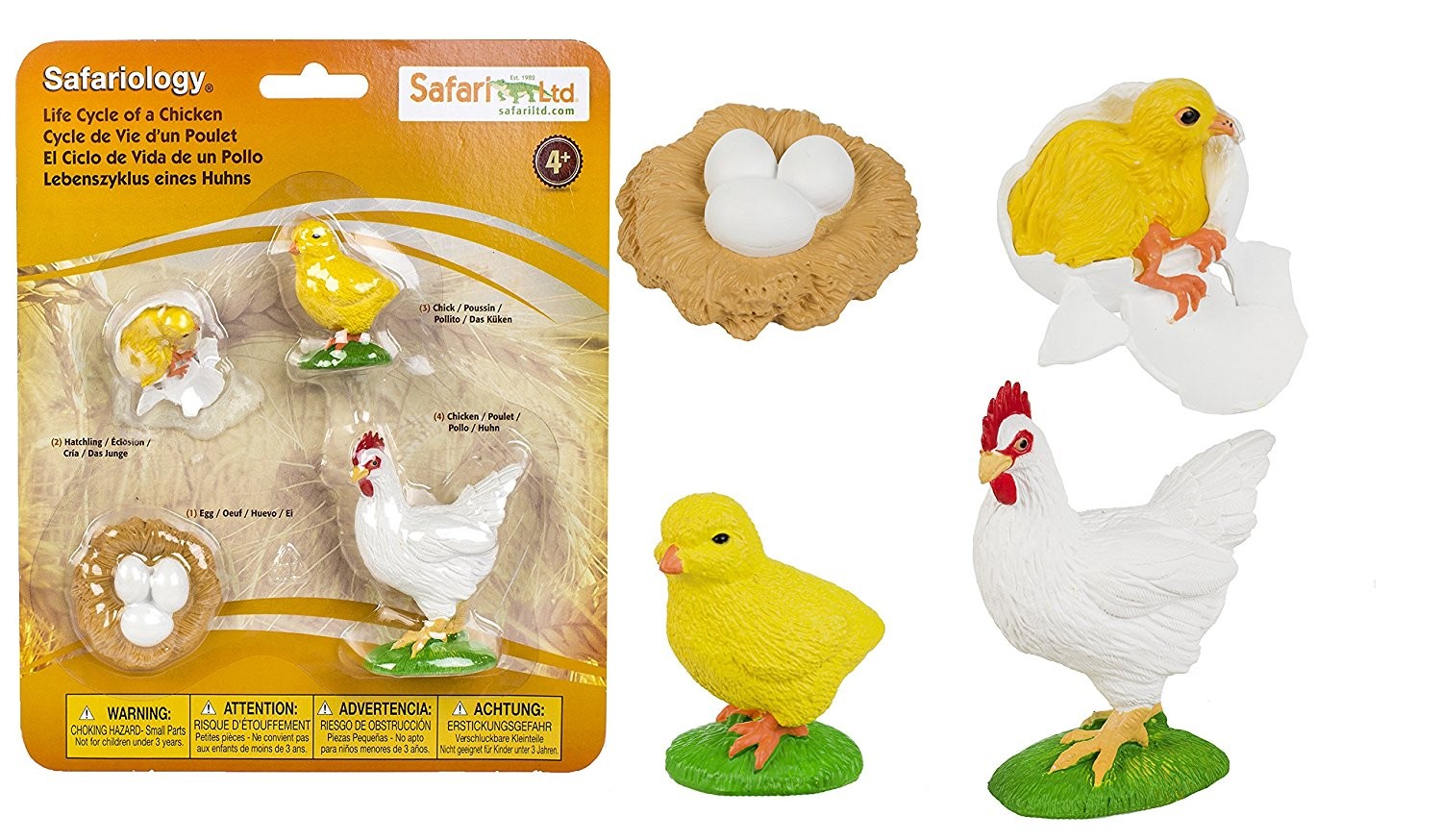 CICLO VIDA GALLINA
