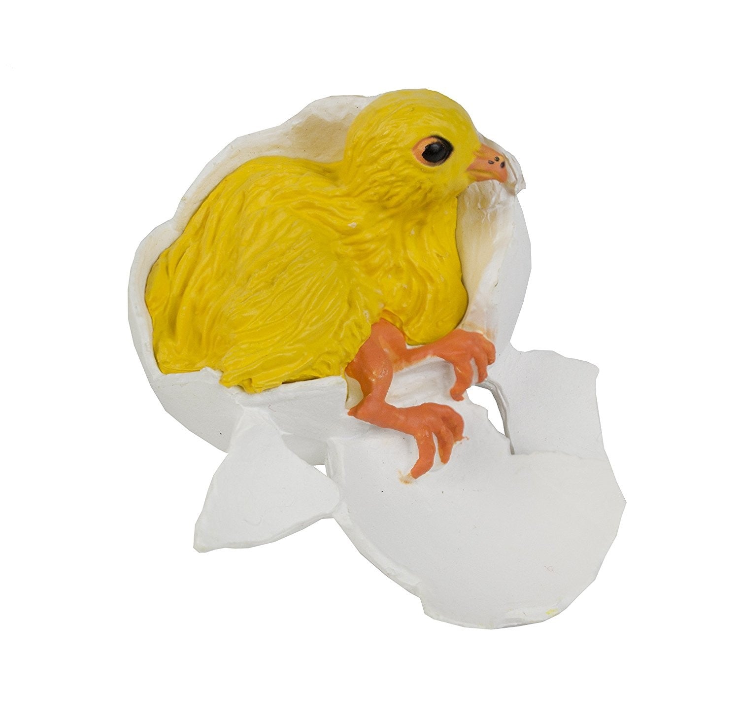 CICLO VIDA GALLINA