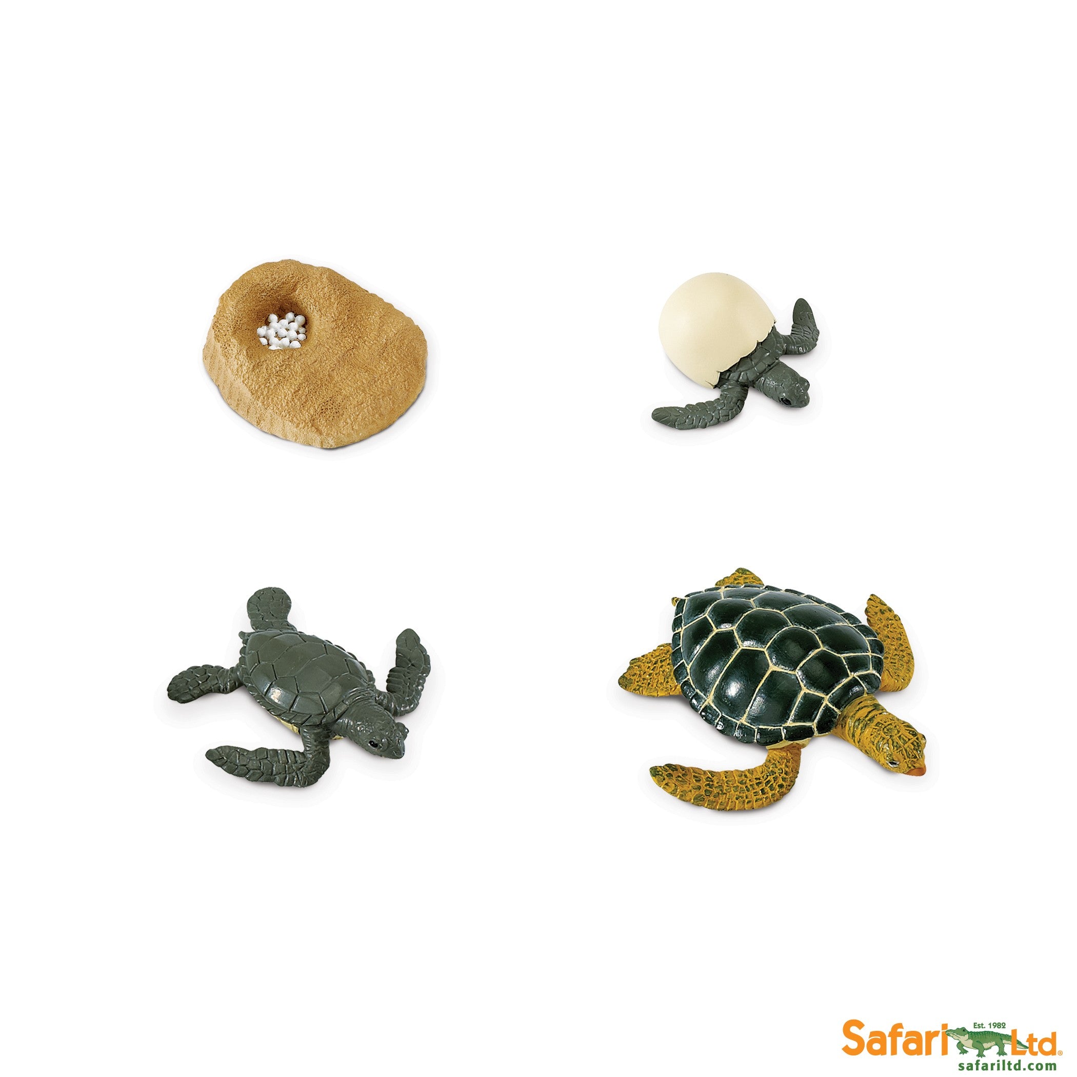 CICLO VIDA TORTUGA