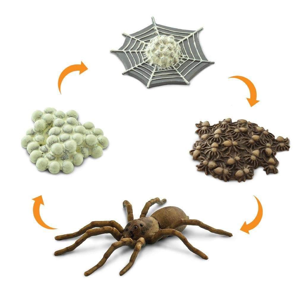 CICLO DE VIDA DE LA ARAÑA - Safari 100406