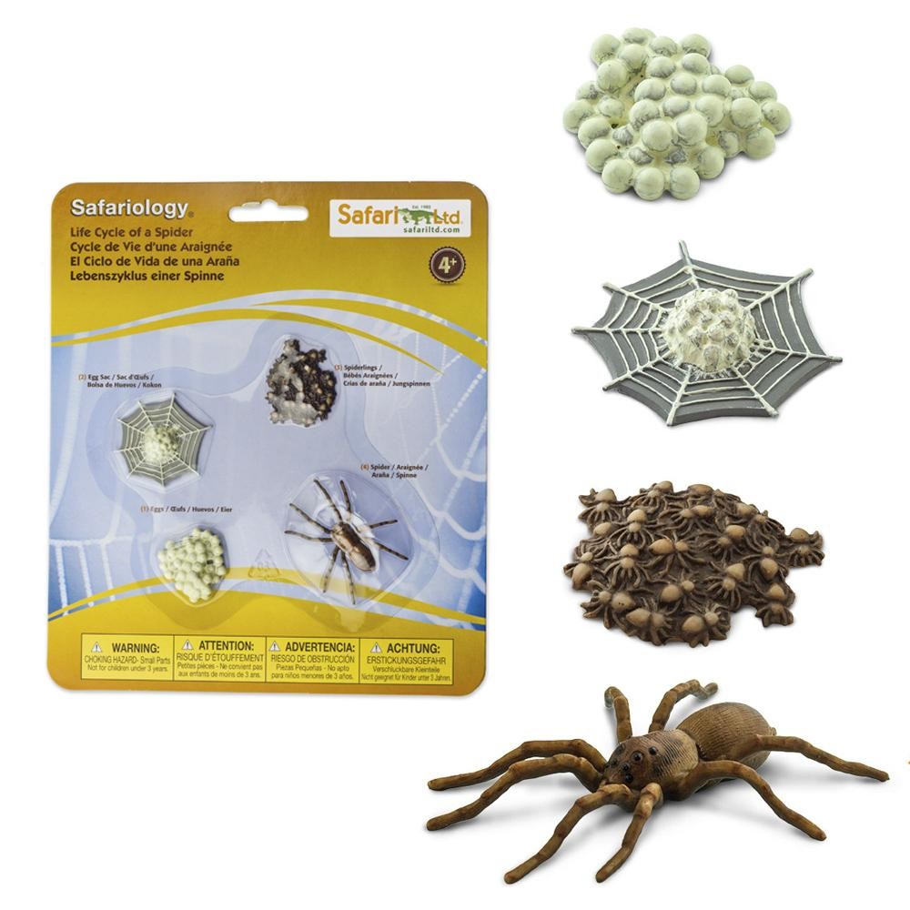 CICLO DE VIDA DE LA ARAÑA - Safari 100406