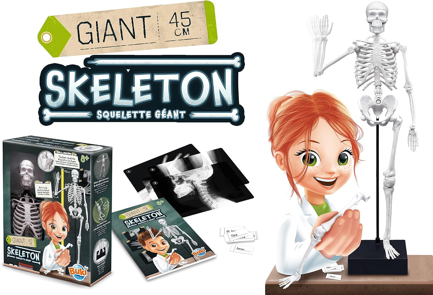 Esqueleto Articulado 45 cm - Buki France