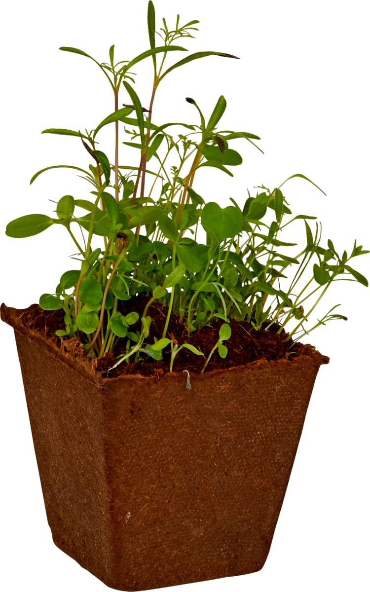 Kit Cultivo de Semillas de Flores - Nature Zoom 18698