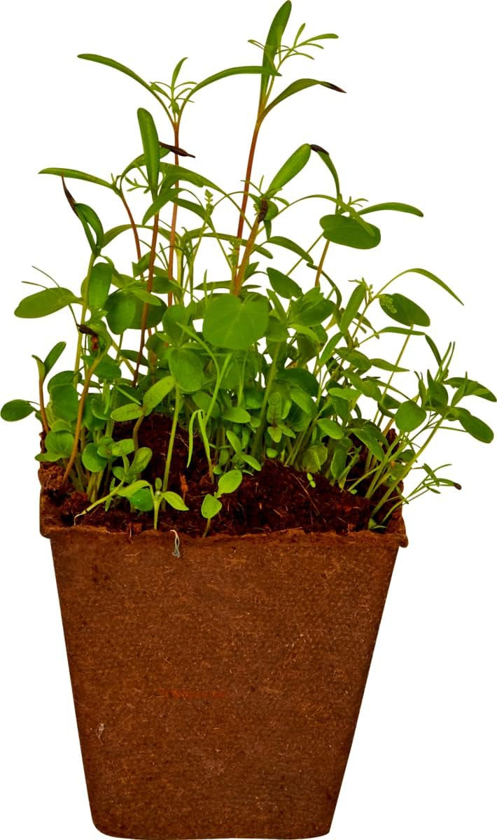 Kit Cultivo de Semillas de Flores - Nature Zoom 18698