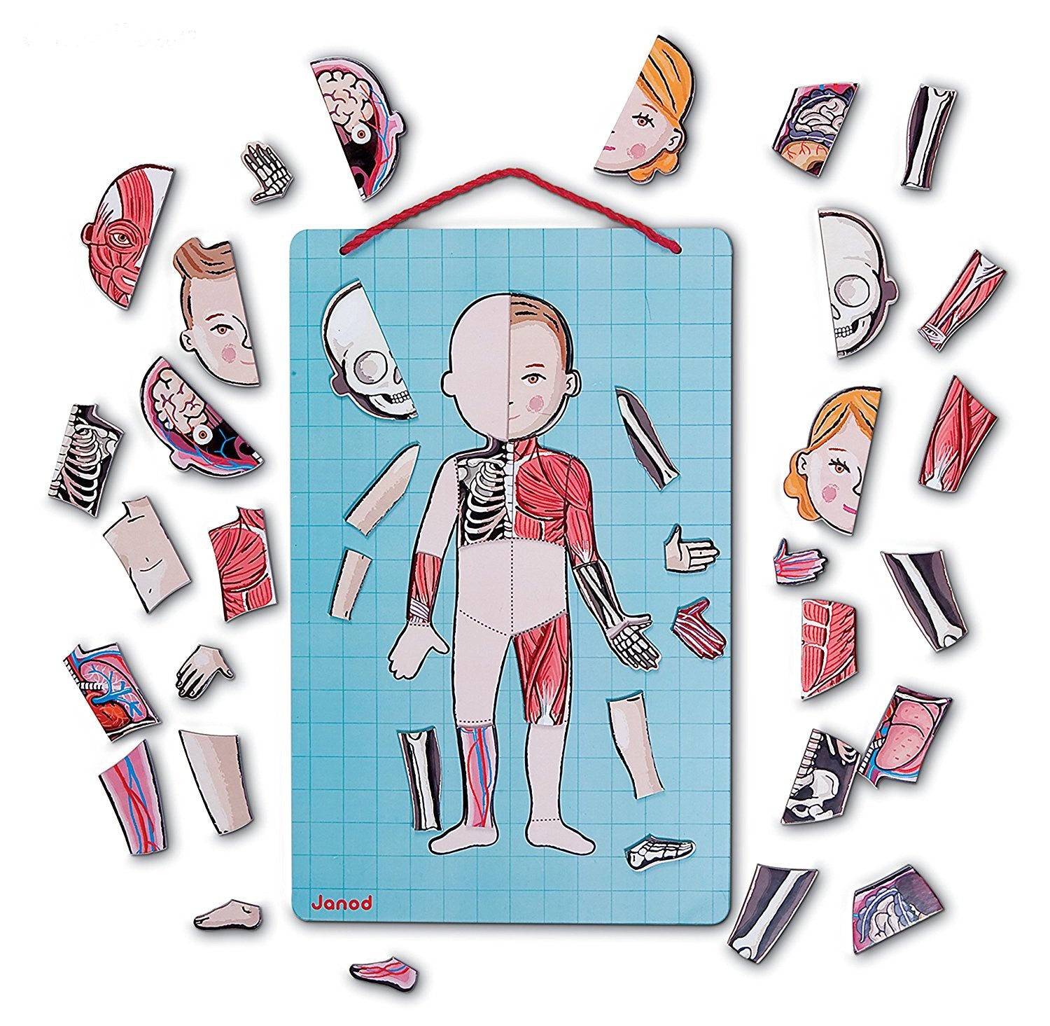 EL CUERPO HUMANO MAGNETICO JUEGO 