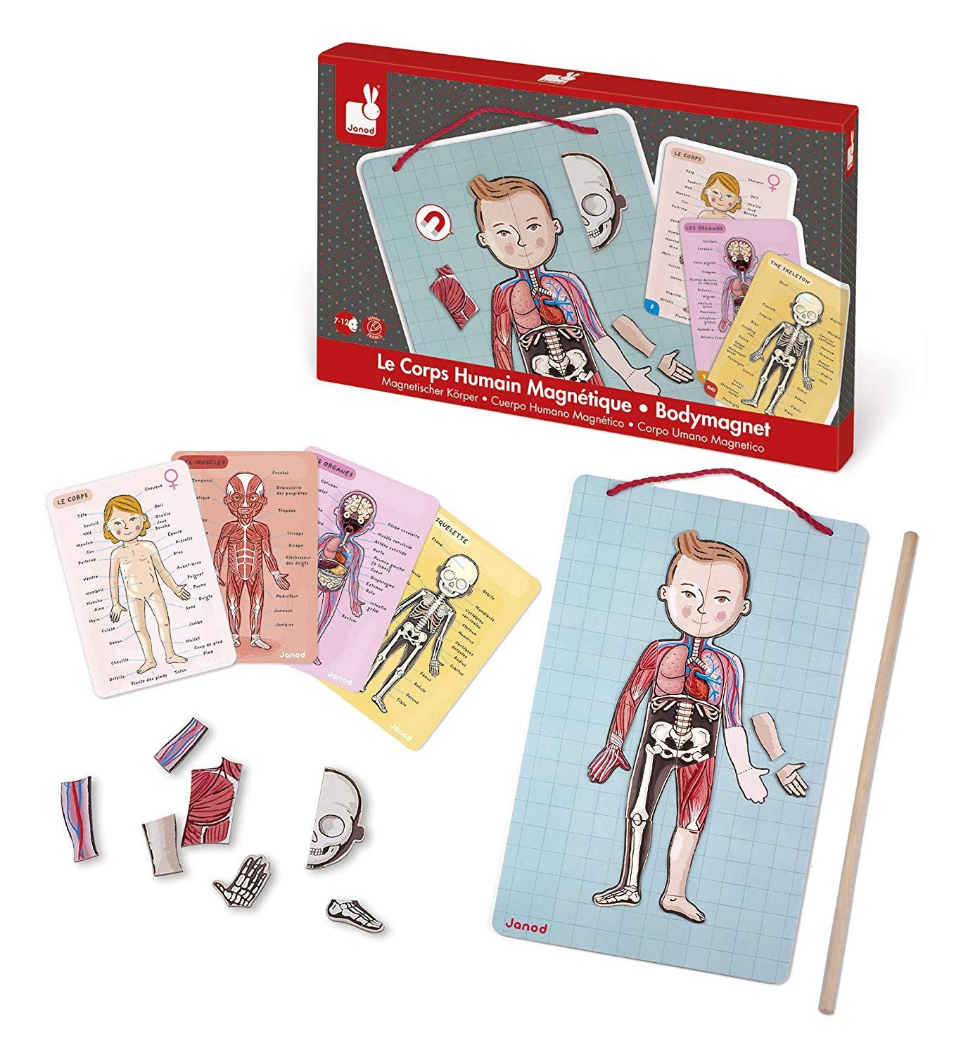 EL CUERPO HUMANO MAGNETICO JUEGO 