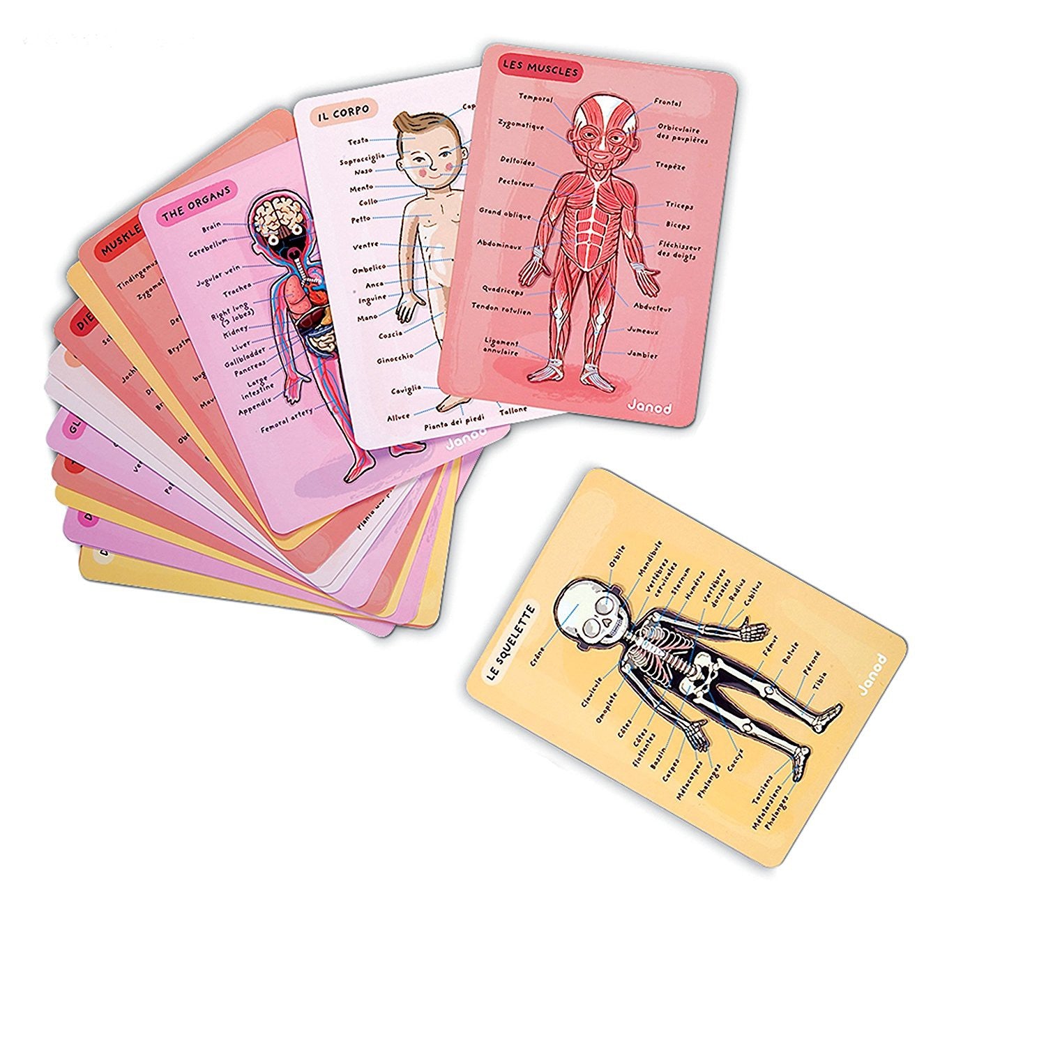 EL CUERPO HUMANO MAGNETICO JUEGO 