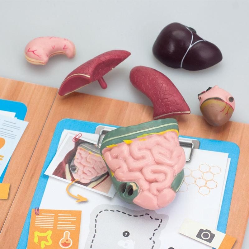 ANATOMIA HUMANA - Edu Toys