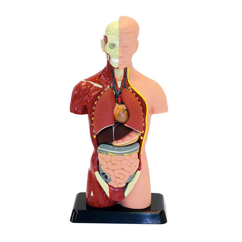 ANATOMIA HUMANA - Edu Toys
