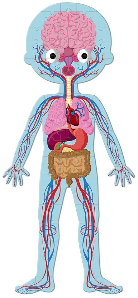 PUZLE EDUCATIVO CUERPO HUMANO 50,75,100 PZ- Janod