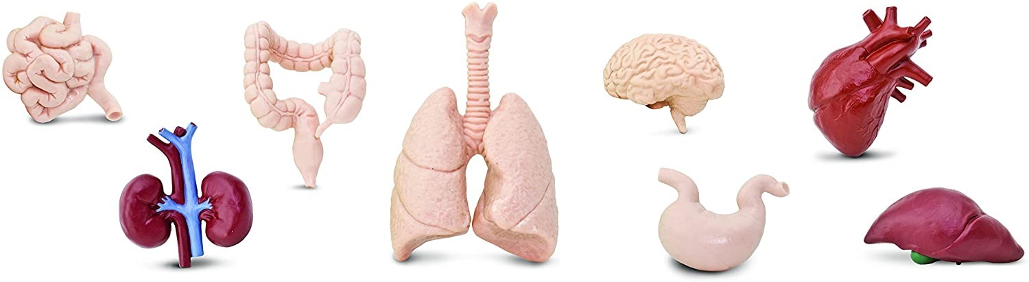 TUBO ORGANOS - Safari ltd