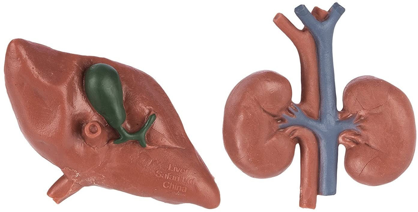 TUBO ORGANOS - Safari ltd