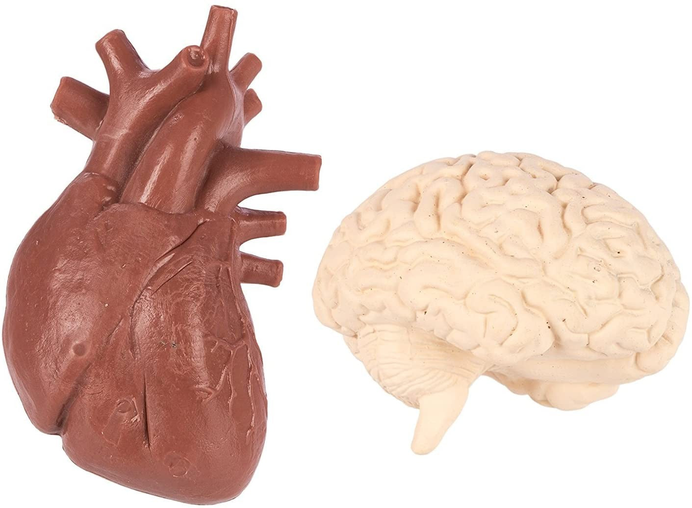 TUBO ORGANOS - Safari ltd