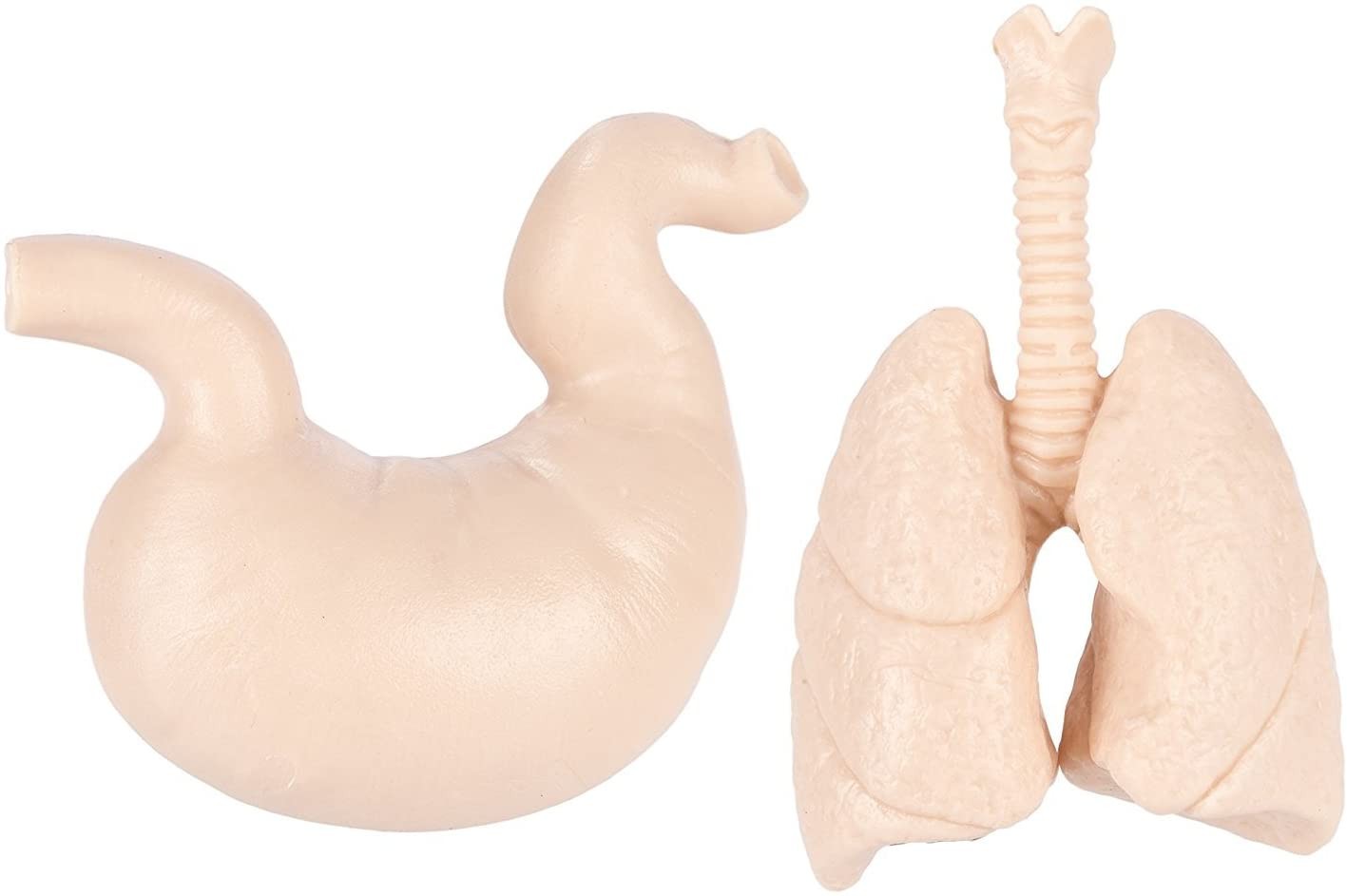 TUBO ORGANOS - Safari ltd