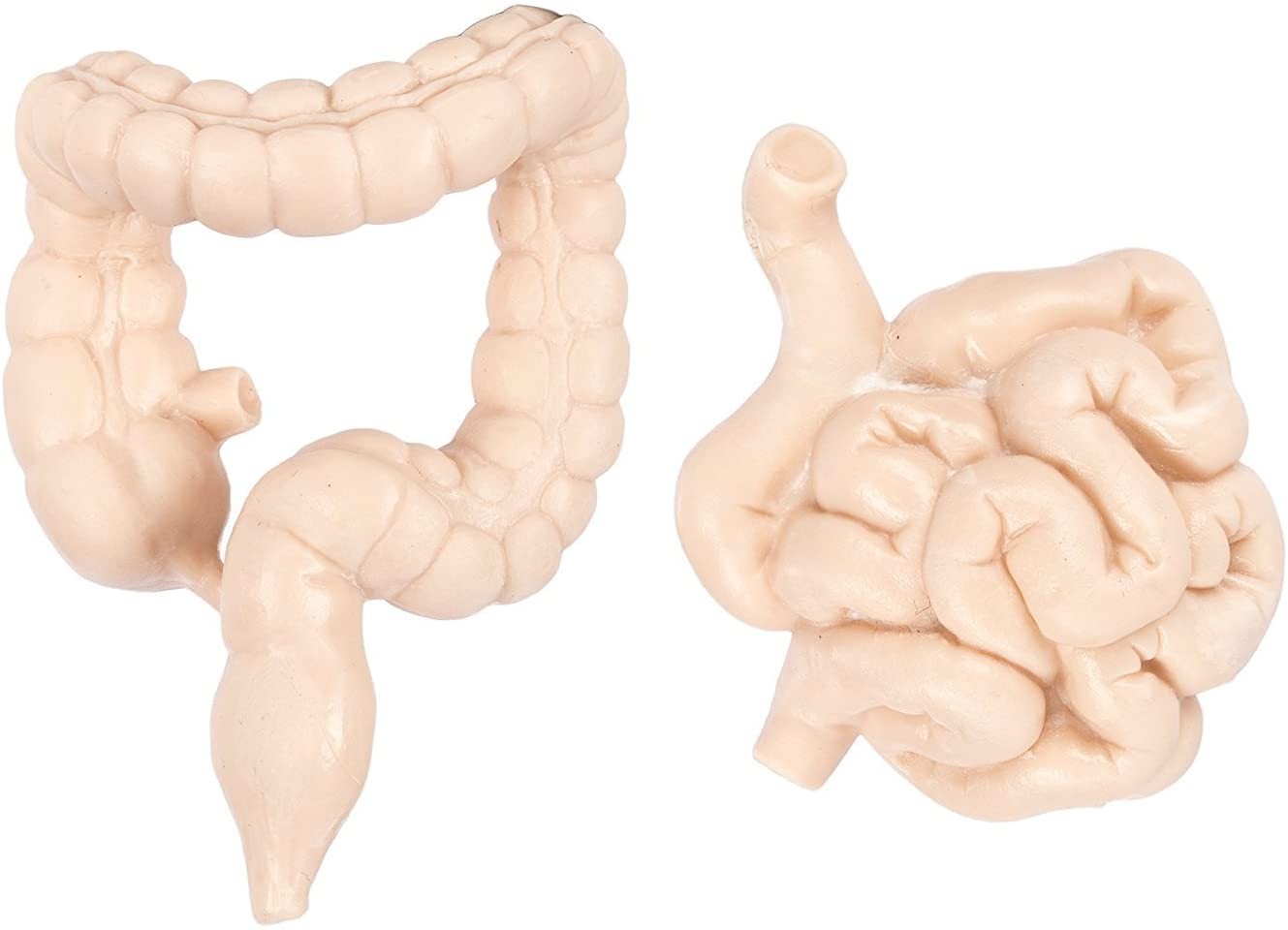 TUBO ORGANOS - Safari ltd