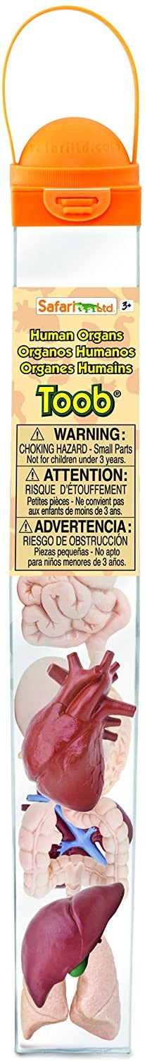 TUBO ORGANOS - Safari ltd